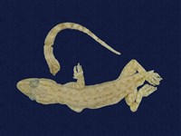 藏品(蝎虎)的圖片